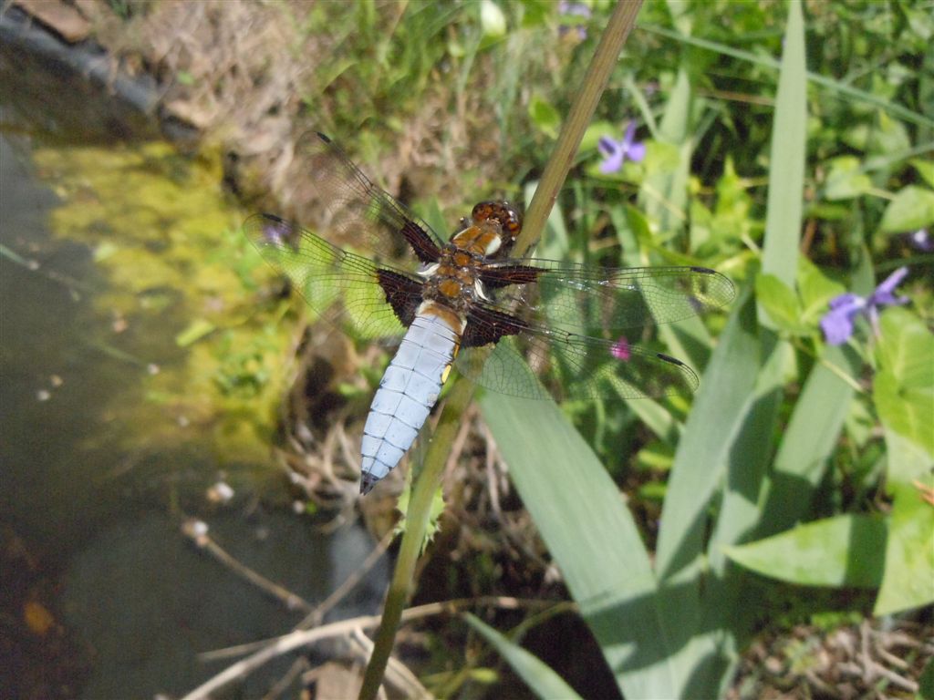 Libellula depressa